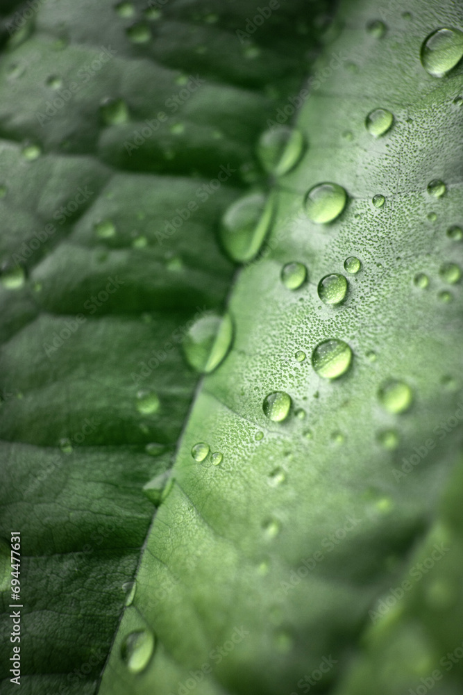Fresh Dew Drops On Green Grass and Leaves Fresh Dew Drops On Green Grass and Leaves