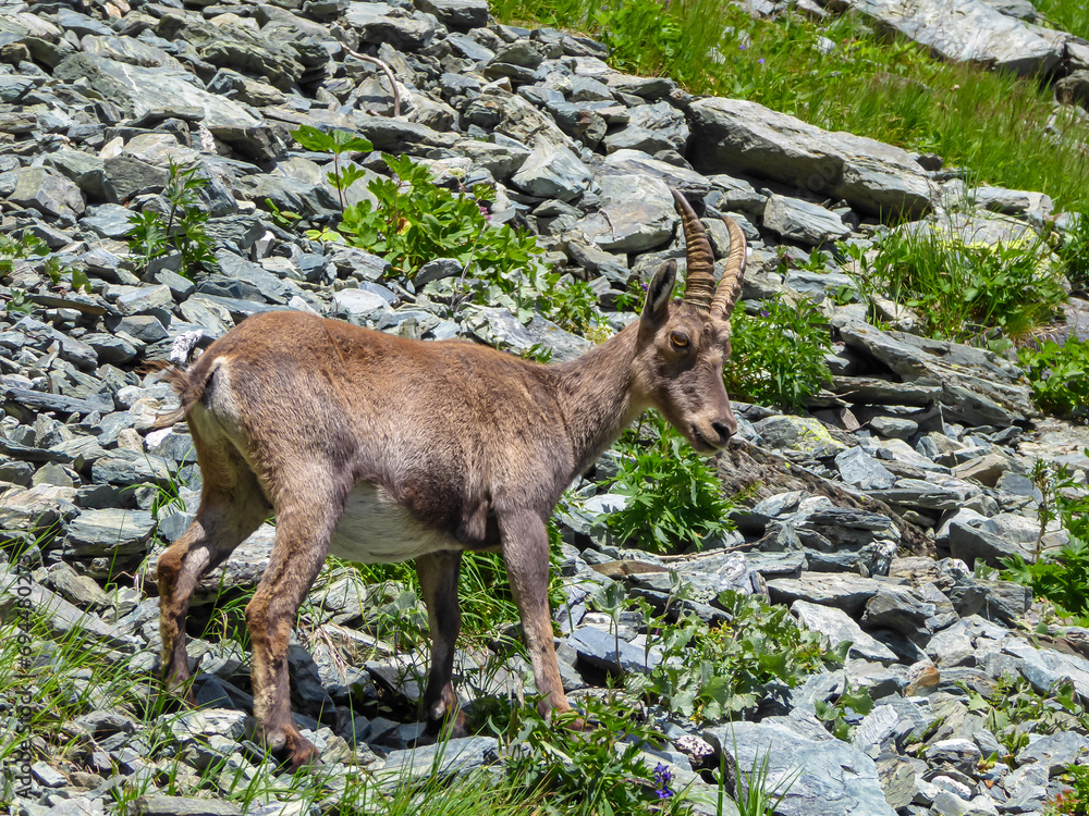 Wild mountain goat (alpine chamois) in Grana Valley near mountain summit Monte Viso (Monviso) and lake Lago Grande di Viso in the Cottian Alps, Piemonte, Italy, Europe. Rupicapra with blue sky Wild mountain goat (alpine chamois) in Grana Valley near mountain summit Monte Viso (Monviso) and lake Lago Grande di Viso in the Cottian Alps, Piemonte, Italy, Europe. Rupicapra with blue sky