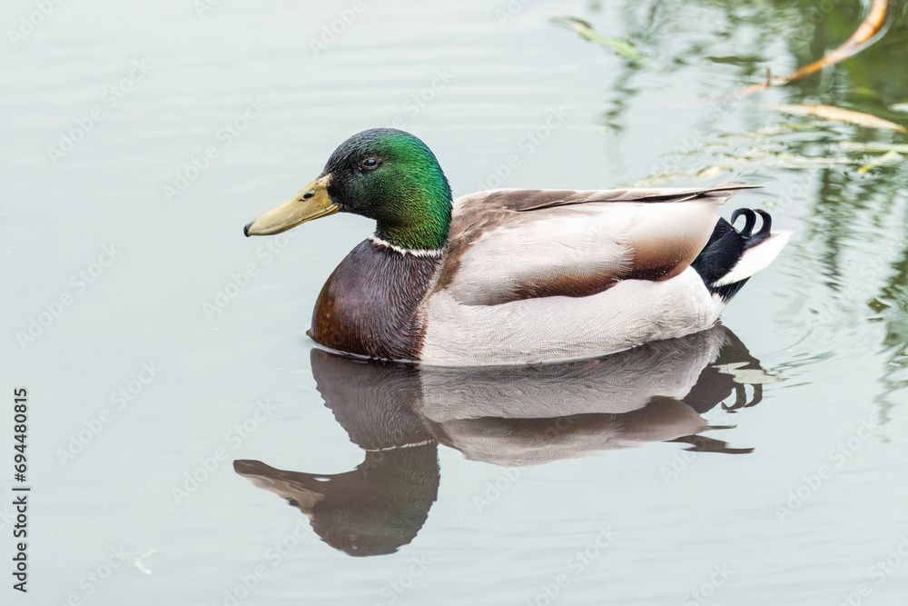 Fototapeta premium Mallard male swims in the calm water. A male wild duck close-up portrait (Anas platyrhynchos).