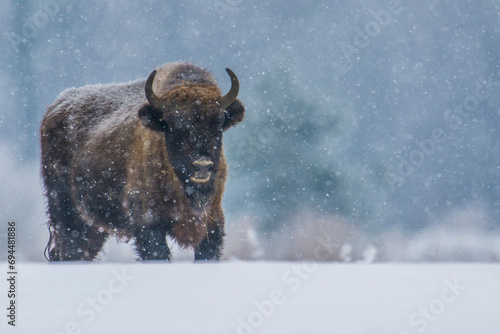 European bison in snow during winter, Bialowieza Forest, Poland