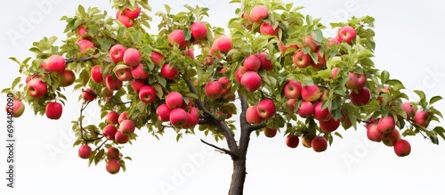 Apple tree with Pink Lady apples. photo