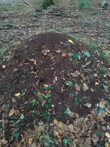 Big anthill in the autumn forest