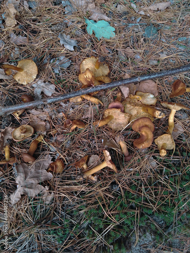 Brown mushrooms on the ground