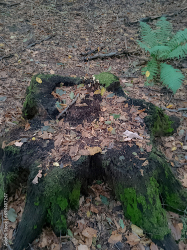 Ancient stump in the forest