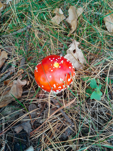 Amanita muscaria in the forest