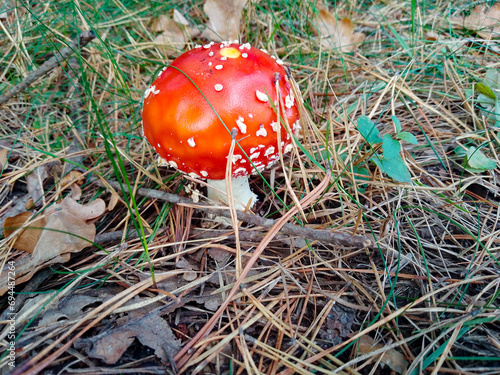 Red mushroom closeup