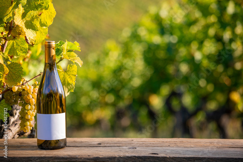 Bouteille de vin blanc au pied d'un cèpe de vigne et des grappes de raisin blanc. photo
