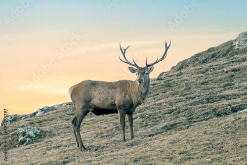 Wild Red deer stag (Cervus elaphus) standing and grazing in an alpine meadow at dawn, Big stag in wintertime in the Alps, Italy. © Dario