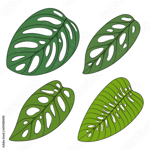 Set of color illustration with monstera creeper plant leaves. Isolated vector objects on white background.
