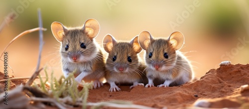 Three field mice with stripes in the Tankwa Karoo region of South Africa. photo