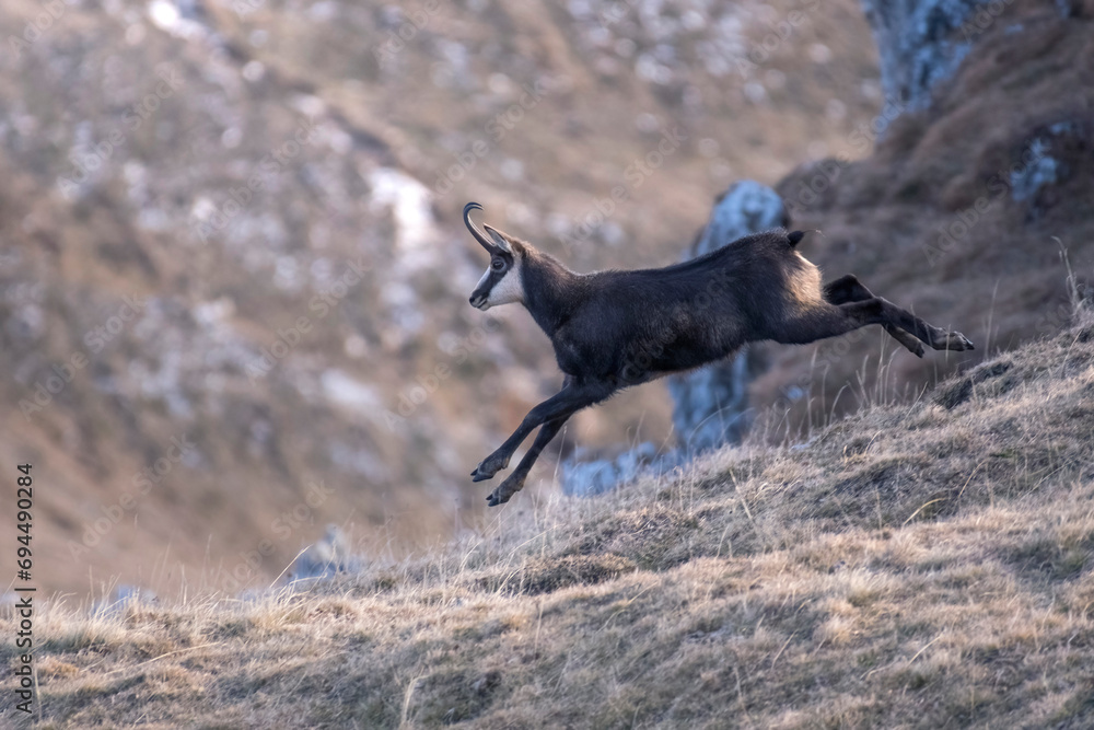 Alpine chamois (Male - Rupicapra rupicapra) running and jumping down a slope, wild animal taken in the Italian Alps on a winter day, Monviso Park.