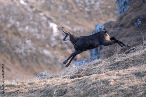 Obraz na płótnie Alpine chamois (Male - Rupicapra rupicapra) running and jumping down a slope, wild animal taken in the Italian Alps on a winter day, Monviso Park. w salonie