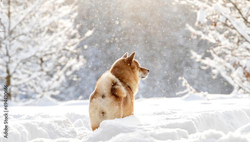 Shiba Inu in the winter snow forest photo