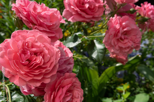 beautiful intense bright pink aromatic dog-rose type blossom in garden at sunny day. close up shot