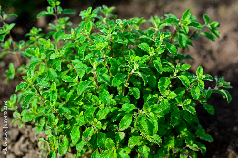 Lebiodka majeranek, majeranek ogrodowy, Origanum majorana, oregano, Fresh oregano green organic. fresh herbs. healthy lifestyle.