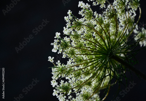 Blekot pospolity (Aethusa cynapium), kwiatostan blekotu na czarnym tle, pod światło, fool's parsley, fool's cicely, poison parsley, wildflower under sunlight 