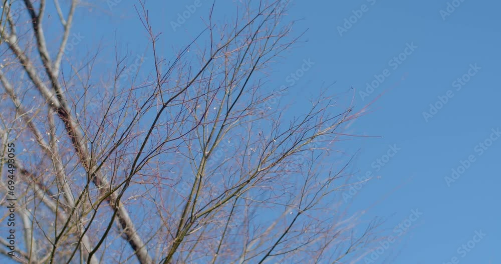 Tree branches view up to clear blue sky in japan.Old oak in early spring without green foliage in japan. Tree branches view up to clear blue sky in japan.Old oak in early spring without green foliage in japan.
