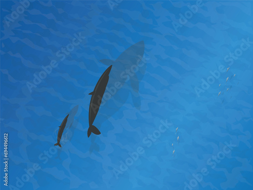 Humpback whales illustrate above Mother whale and calf splash in the clean and warm Pacific waters	