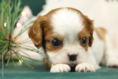 Cute small cavalier king charles spaniel puppy photo