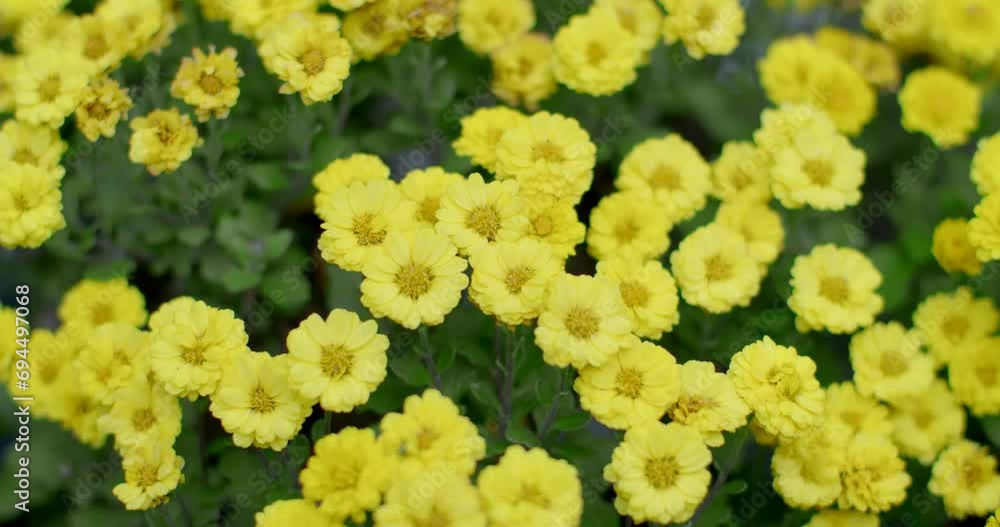 Many yellow flower.Yellow flower on green leaf.Flower in japan. Many yellow flower.Yellow flower on green leaf.Flower in japan.