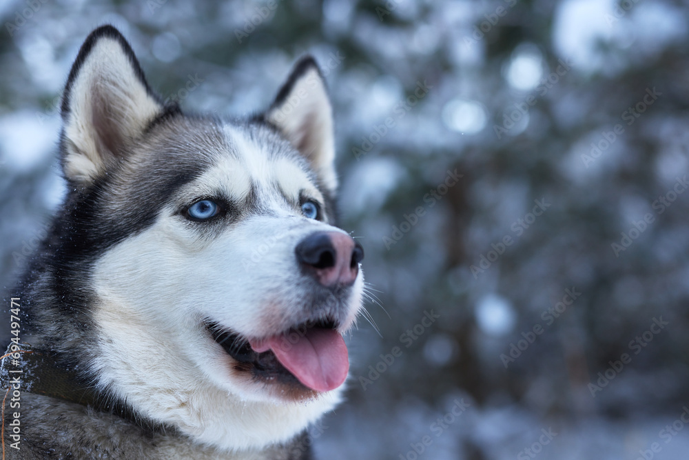 portrait of a beautiful Husky dog in the snow in winter, dog in the snow in winter