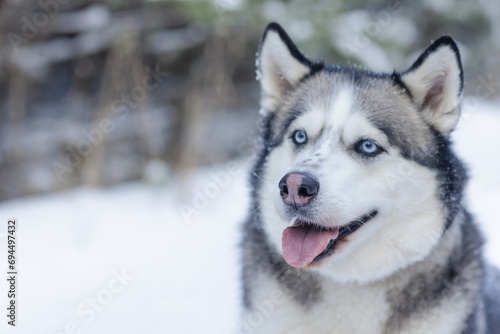 snow dog Husky in the snow on the background of the forest  snowy forest and dog