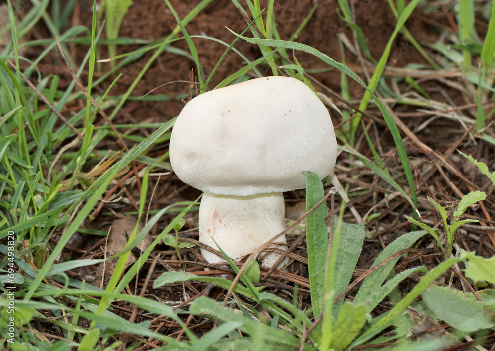 Horse mushroom (Agaricus arvensis) near cypress woodland after some rainy days in the mid of December Horse mushroom (Agaricus arvensis) near cypress woodland after some rainy days in the mid of December