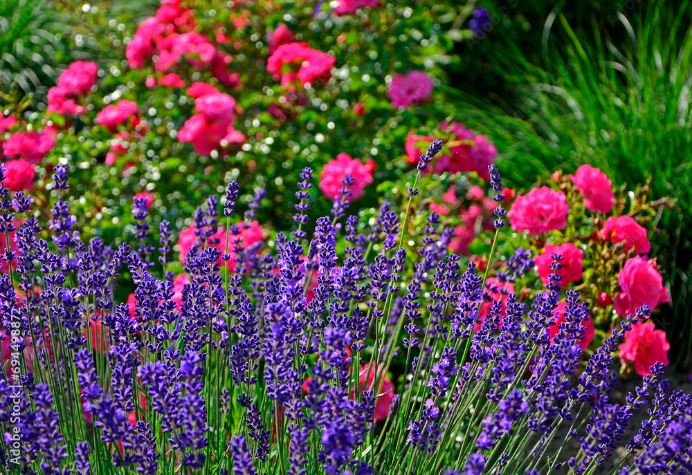 róża i lawenda, lawenda wąskolistna - lavender, (lavandula angustifolia, Rosa), różowe róże i fioletowa lawenda, pink garden roses, flowerbed, ogród kwiatowy róża i lawenda, lawenda wąskolistna - lavender, (lavandula angustifolia, Rosa), różowe róże i fioletowa lawenda, pink garden roses, flowerbed, ogród kwiatowy