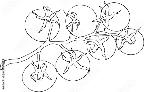 Fresh tomatoes on a branch. Set of illustrations of ripe vegetables. For restaurants, grocery stores, pizzerias, farms. For printing packaging, banners, menus, food packaging, juices, etc. Vector