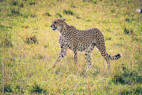 cheetah