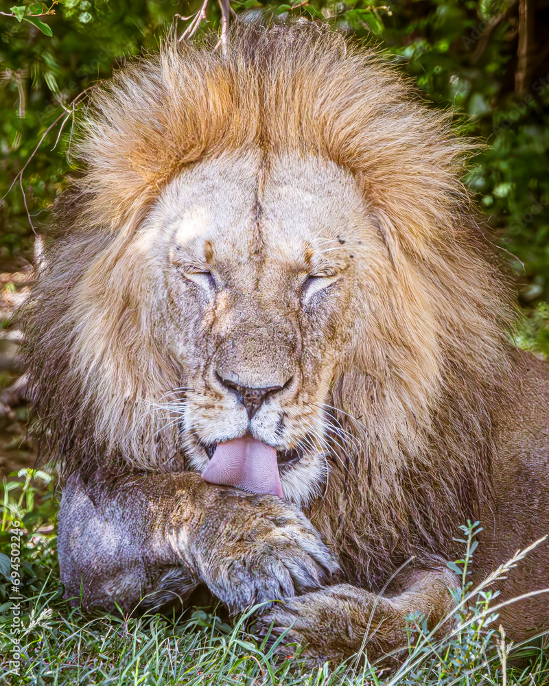 Naklejka premium lion