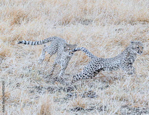 cheetah