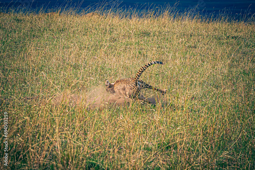 cheetah in the savannah