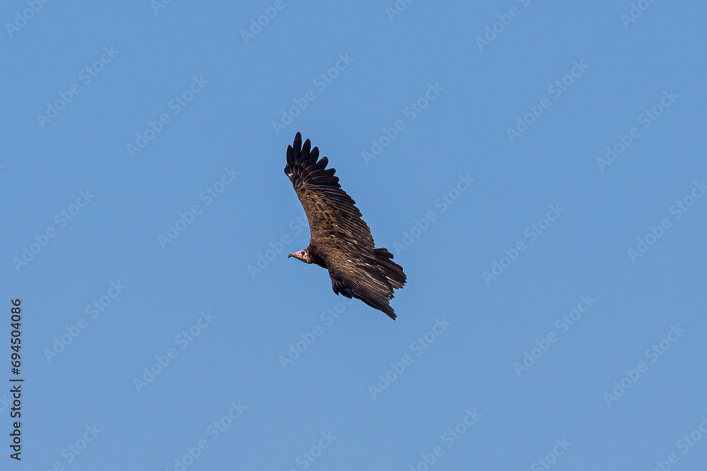 Obraz premium eagle in flight