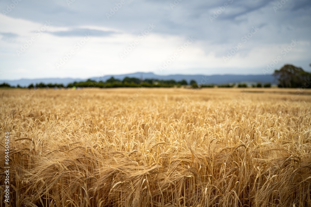 beautiful farming landscape of wheat fields and crops growing in australia