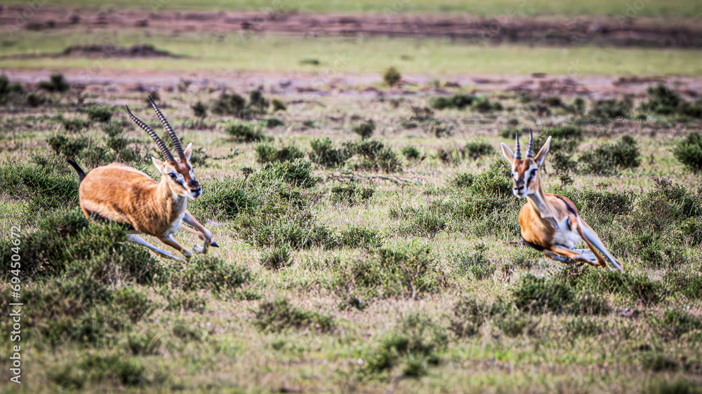 antelope antelope