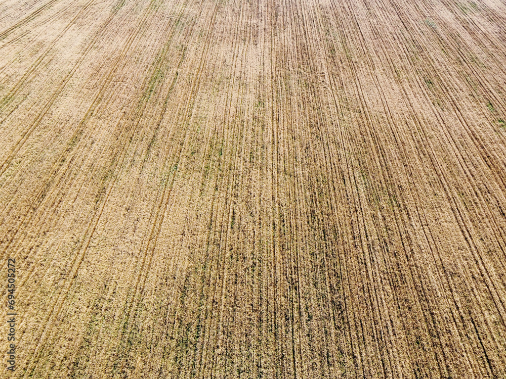 A bird's eye view of a field of ripe cereals. Agricultural landscape. A bird's eye view of a field of ripe cereals. Agricultural landscape.