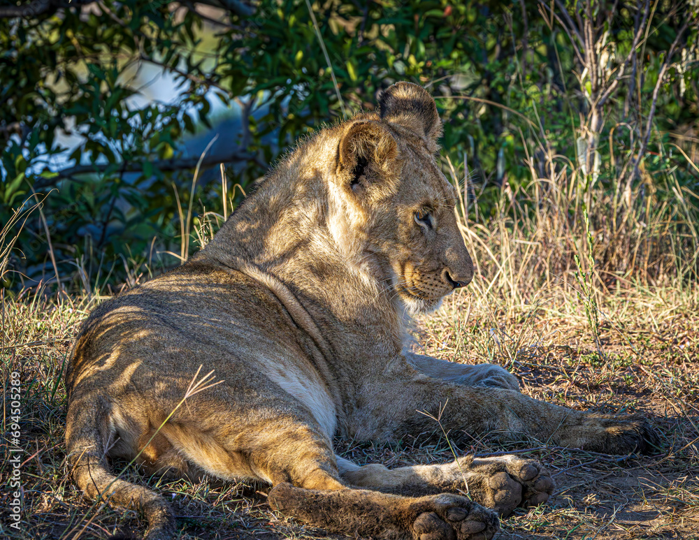 Naklejka premium Lion