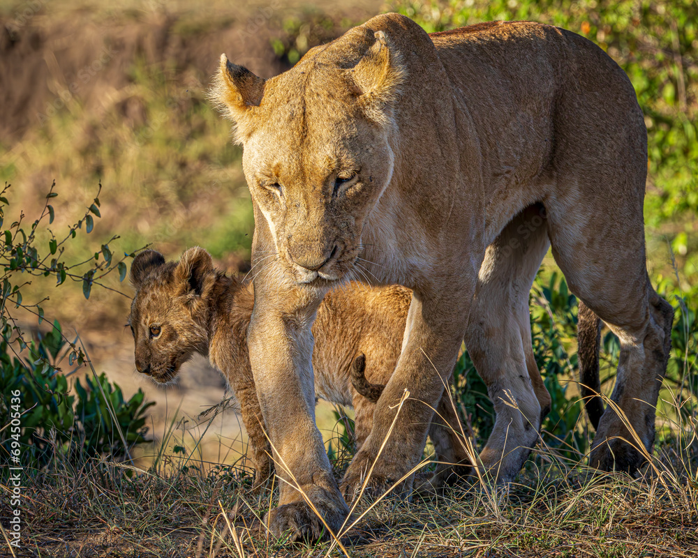 Fototapeta premium Lion