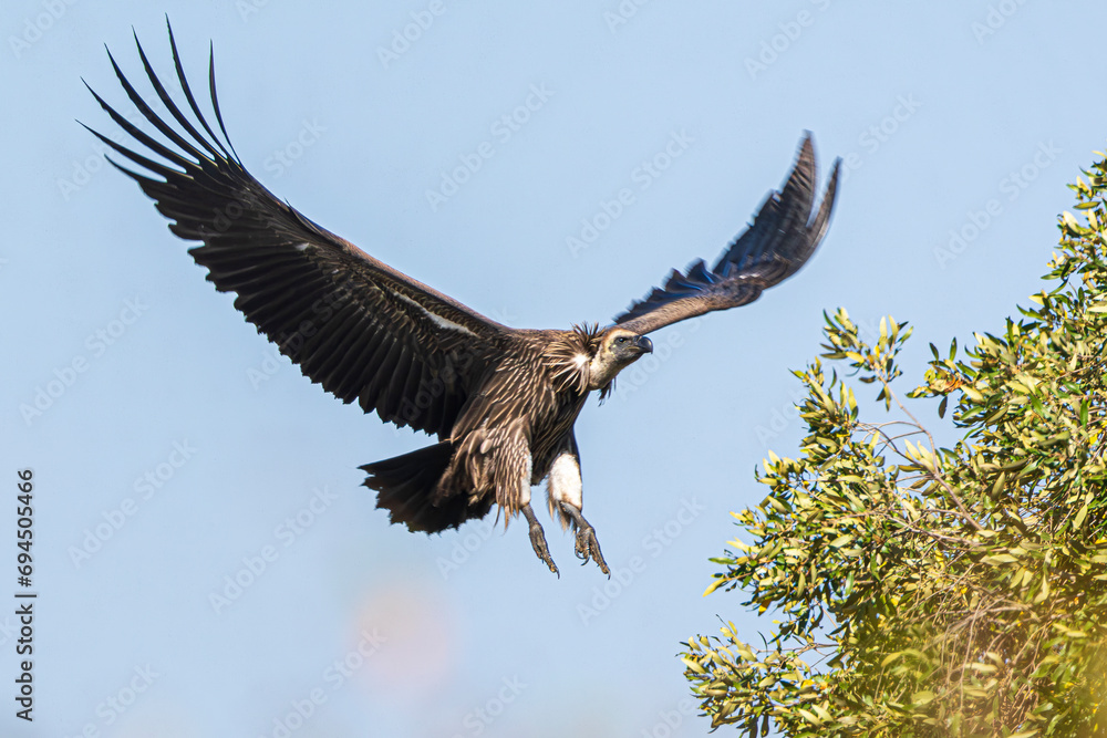 Fototapeta premium vulture