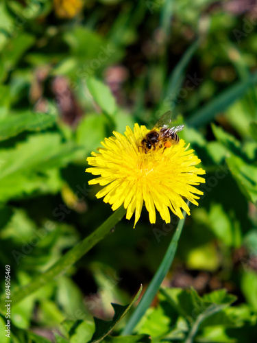 The image shows a bee resting on a dandelion flower, surrounded by green leaves in a field. © Oleksii