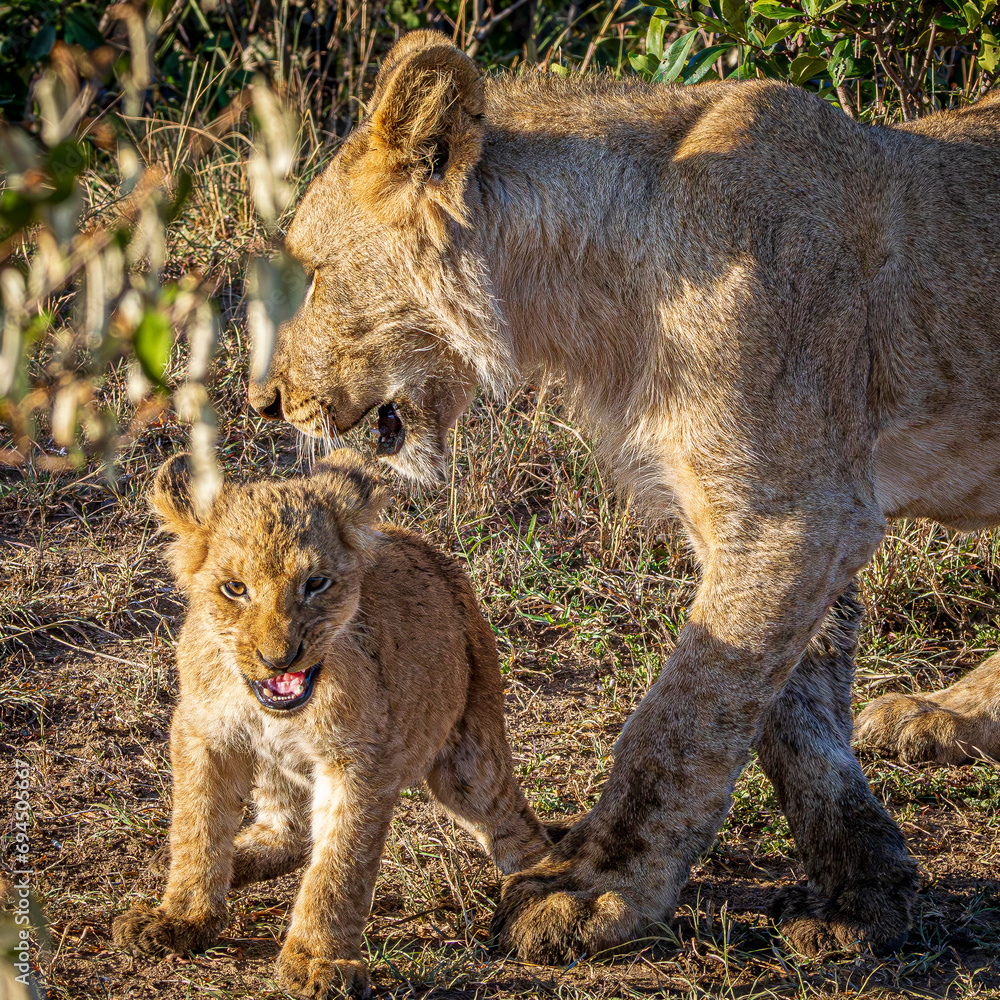 Fototapeta premium lions