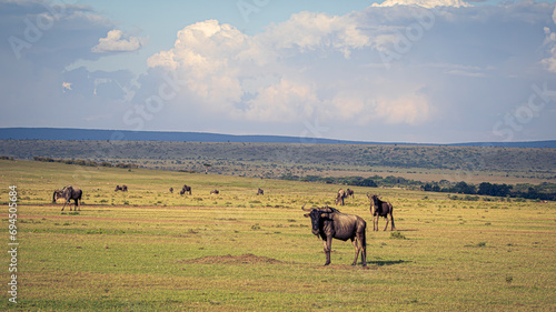 Photography Wildebeest