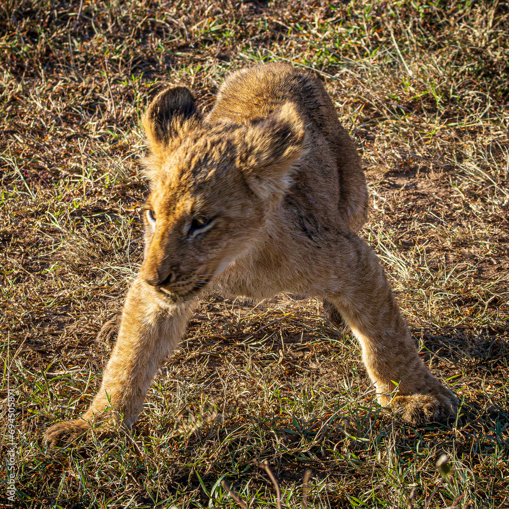 Fototapeta premium lions