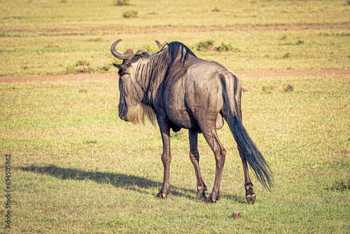Canvas Print Wildebeest