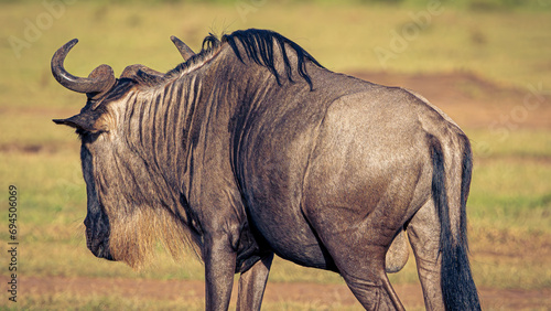 Photography Wildebeest