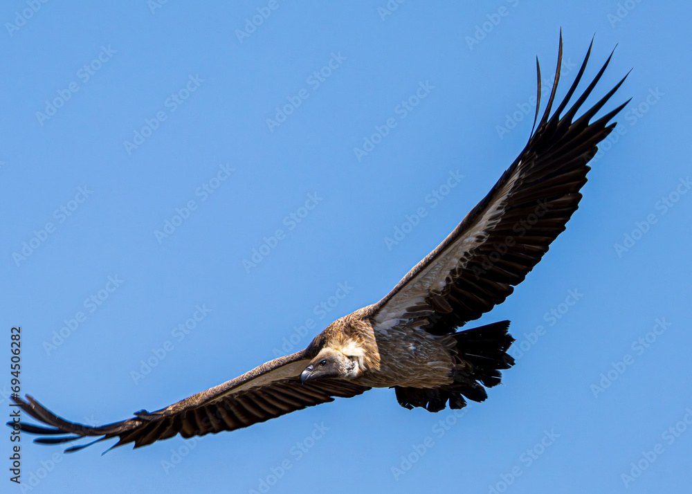Obraz premium vulture