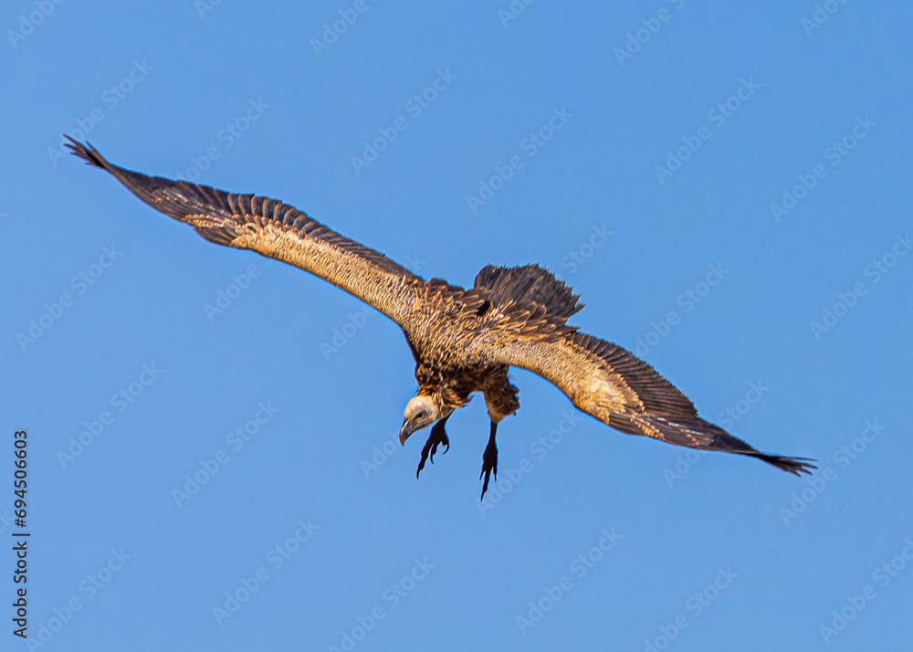 Fototapeta premium vulture