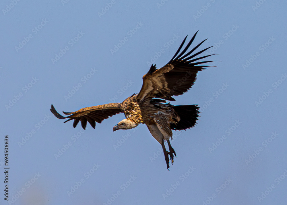 Fototapeta premium vulture