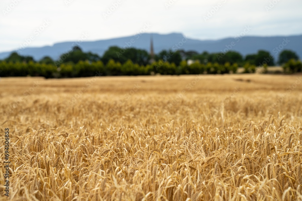 farming landscape of a wheat crop in australia - obrazy, fototapety, plakaty 